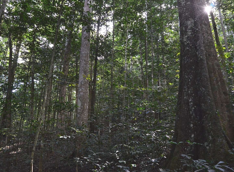 Eastern Arc Endemics and Turacos