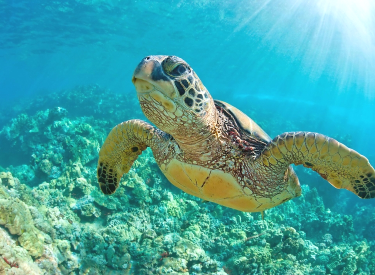 Pemba Island and Marine Sanctuary
