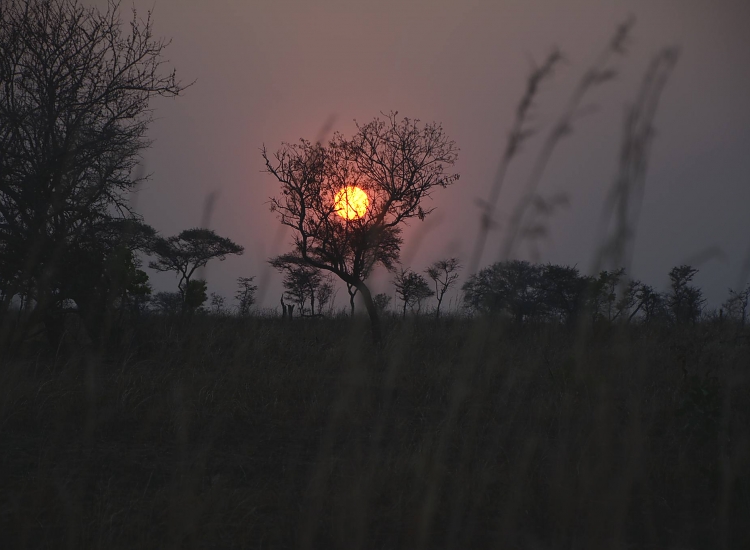 Nocturnal Night Game Drives