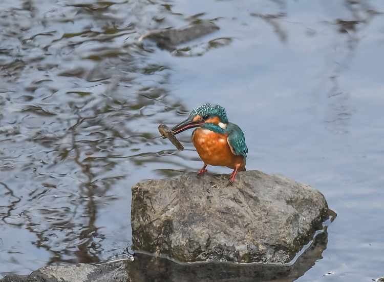 Bird Watching