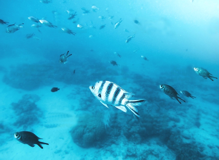 Snorkeling at Mnemba Atoll