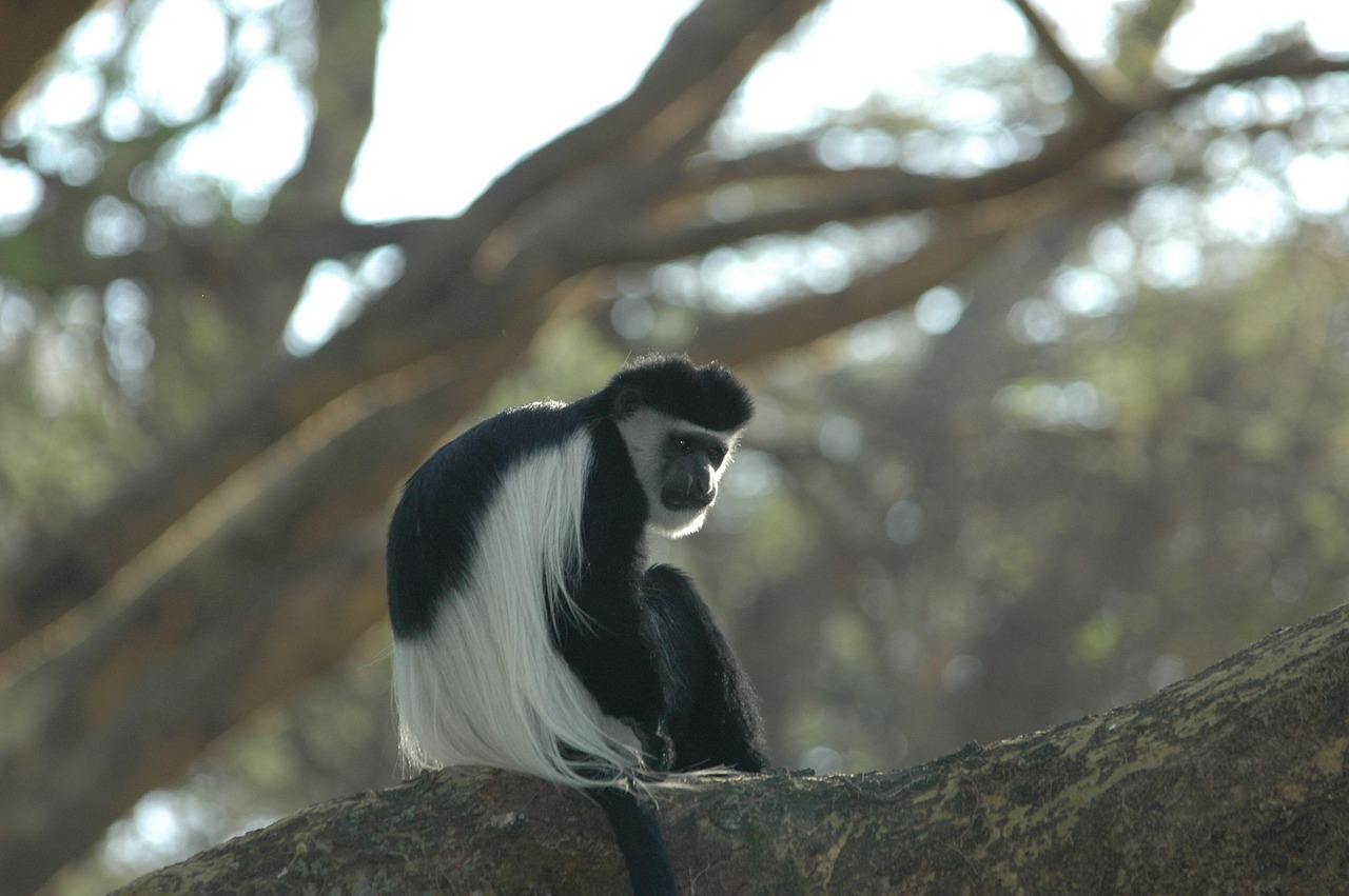 Mahale Mountains National Park