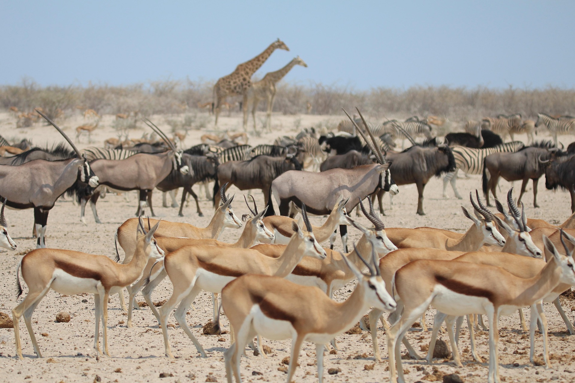 Great Migration Guide