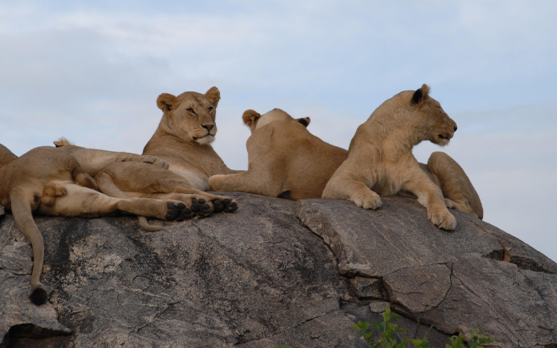 Lion Pride Encountered on Game Drive