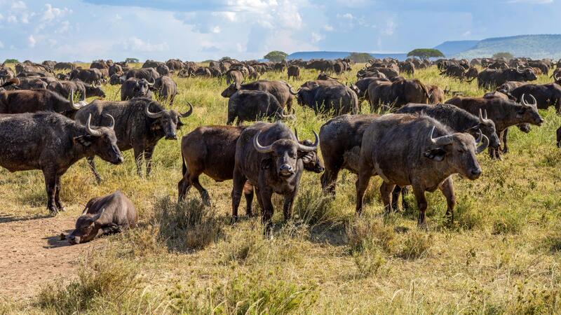 Reputable Tours Safari Guide