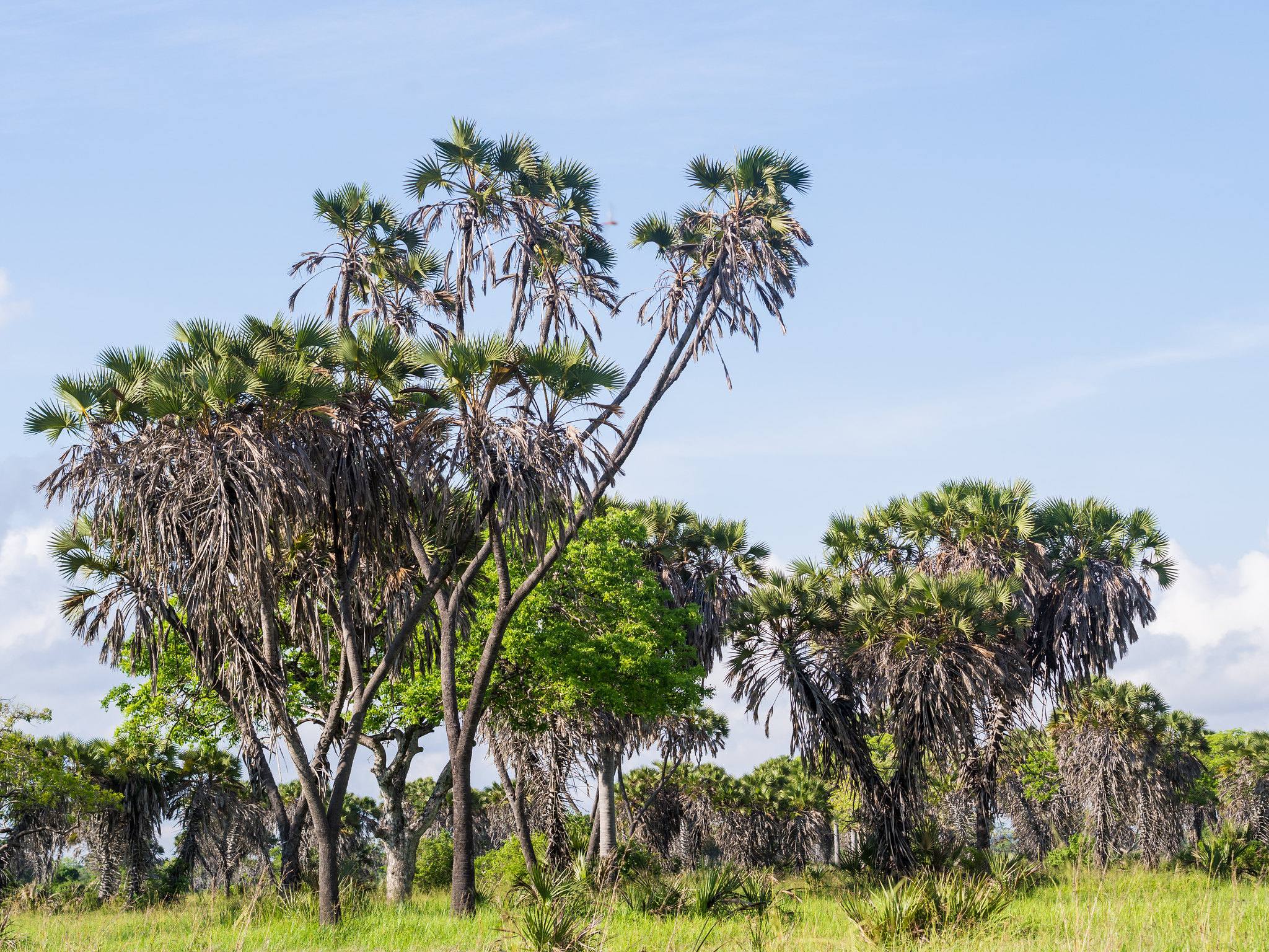 Eastern Circuit Saadani Coastal Safari Tanzania
