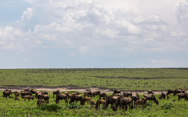 Northern Circuit Tanzania