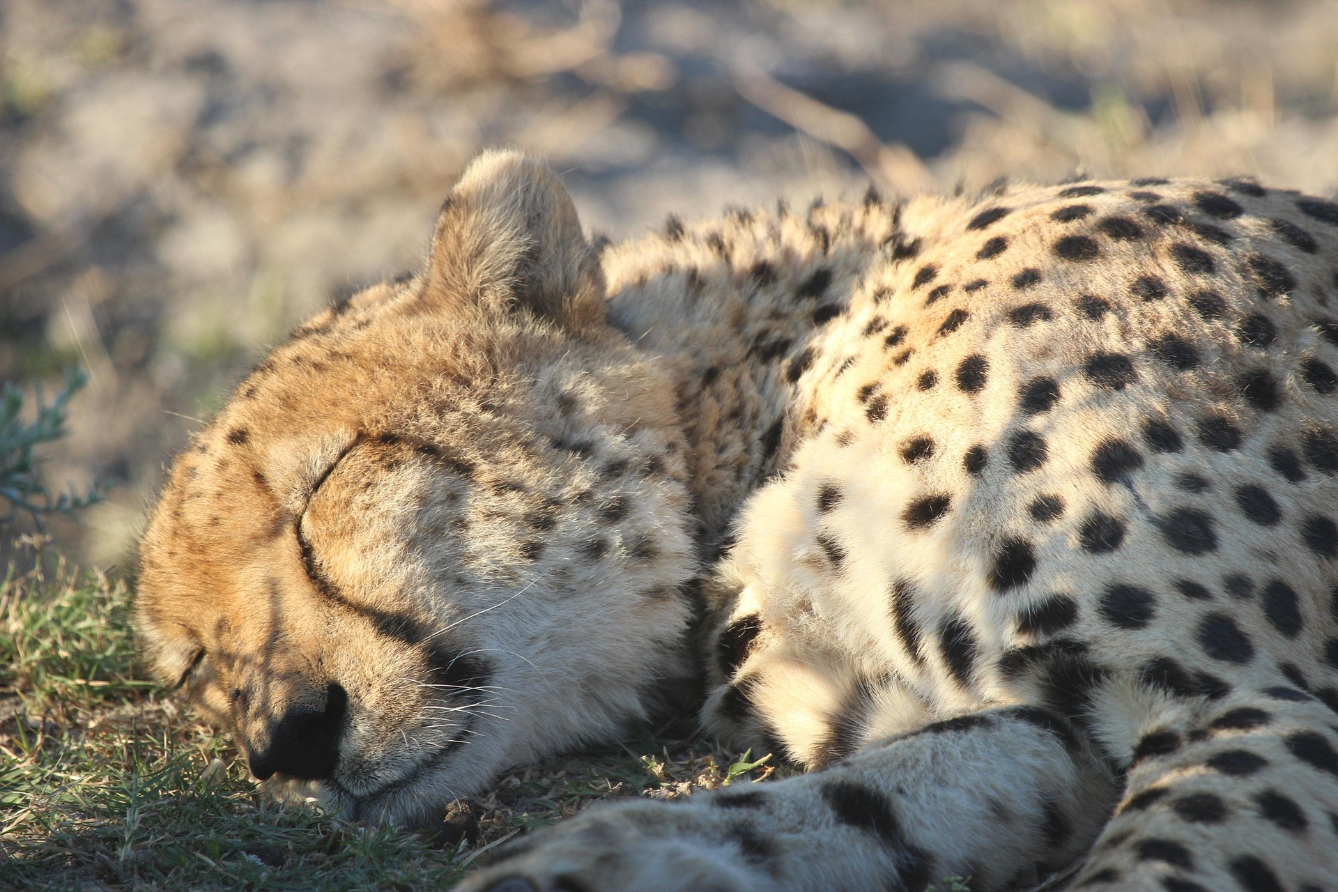 African Safari Adventure